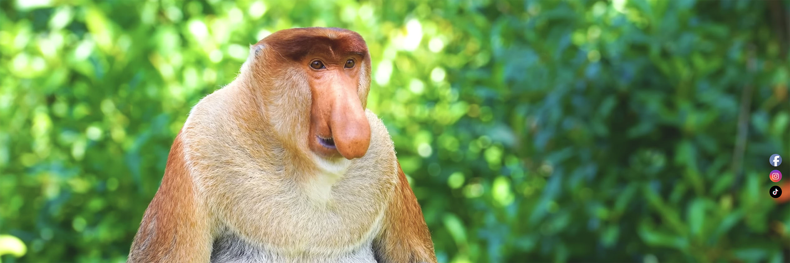 orangutan tours