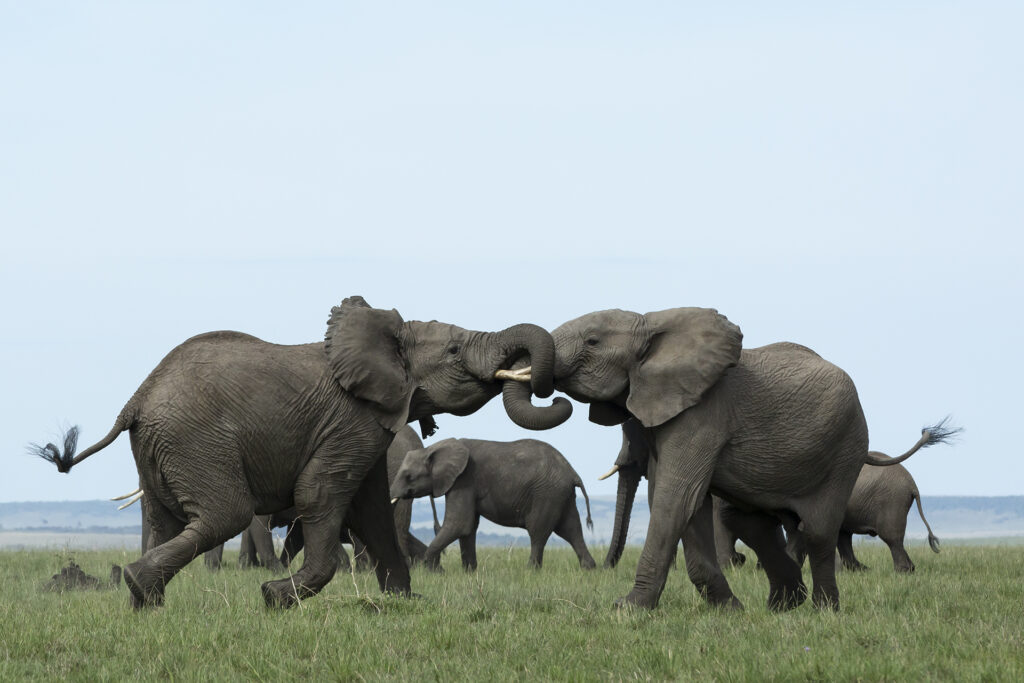 kenya safaris