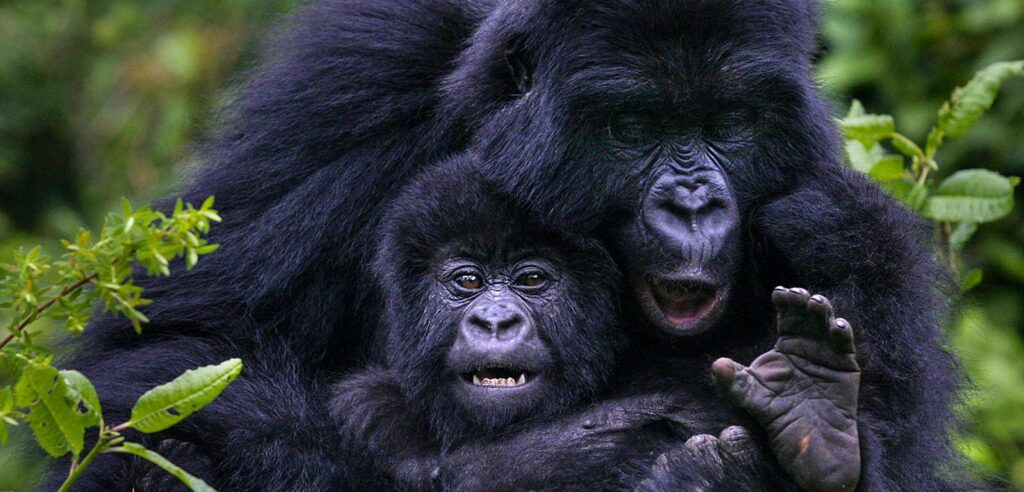 Gorilla Tours Uganda