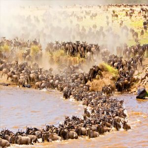 great migration luxury-safaris