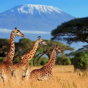 luxury kenya safaris