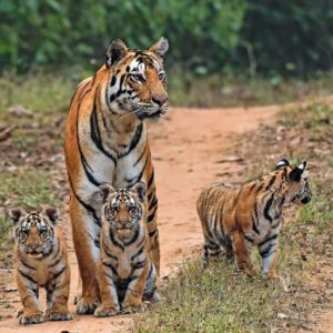 luxury tiger safaris