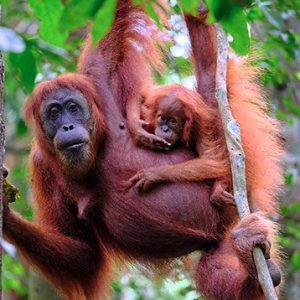 orangutan tours borneo